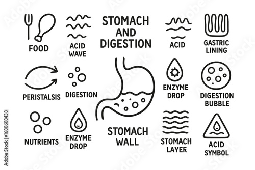 Stomach Digestion Doodle. Hand-drawn doodle illustration stomach and digestion stomach, food icon, acid wave, enzyme symbol,