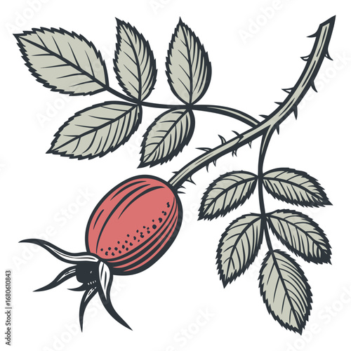 Stylized illustration of a single rose hip with leaves and thorns on a white background