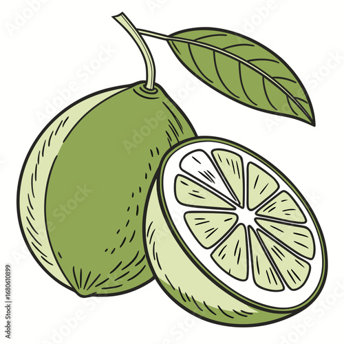 Green lime with a leaf and a half lime showing juicy segments on white background
