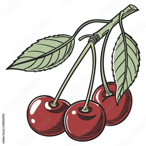 Three ripe red cherries with green leaves on a branch in a vintage illustration style