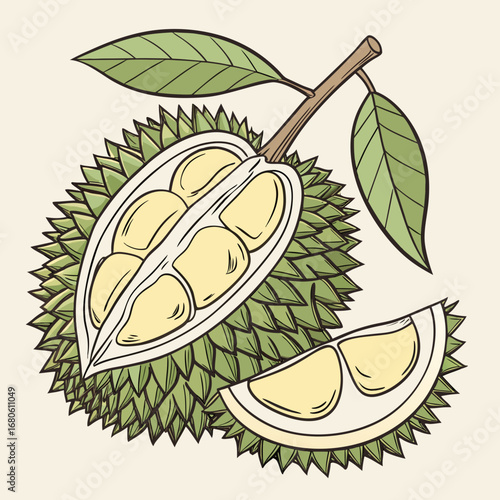 Illustration of a ripe durian fruit cut in half showing creamy yellow flesh and segments with leaves