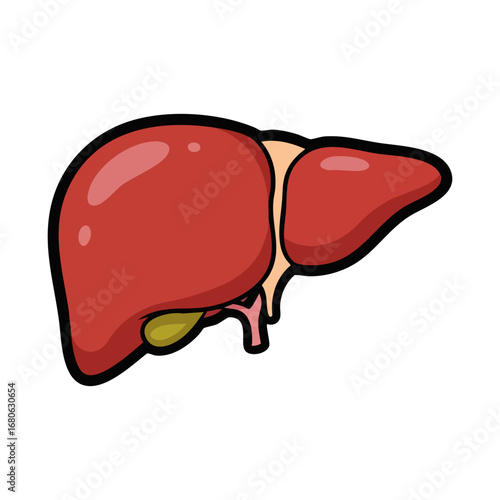 Human liver icon. Flat illustration of human liver vector icon for web design