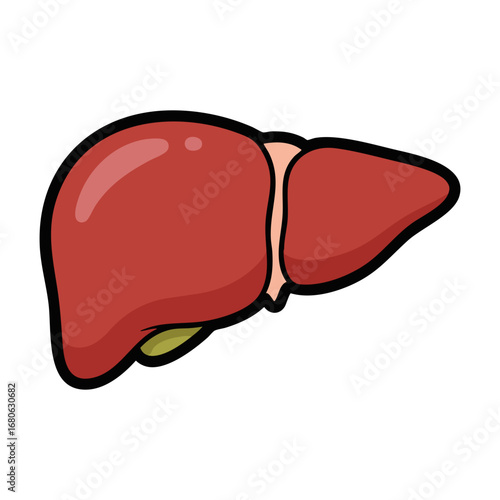 Human liver icon. Flat illustration of human liver vector icon for web design