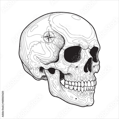 Vector art of detailed human skull drawing in vintage style