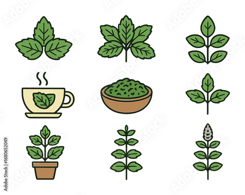 Mint Icons Collection. Flat icon set of mint variations: peppermint leaves, spearmint bunch, wild mint, mint
