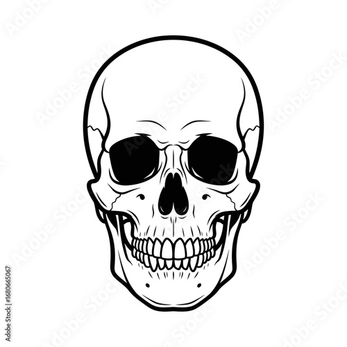 Detailed black and white illustration of a human skull, perfect for design projects and more