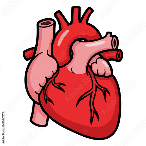 Biological illustration of human heart (Heart anatomy)