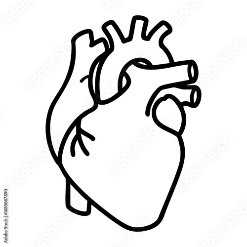 Biological illustration of human heart (Heart anatomy)