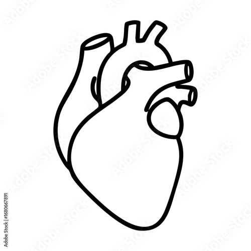 Biological illustration of human heart (Heart anatomy)