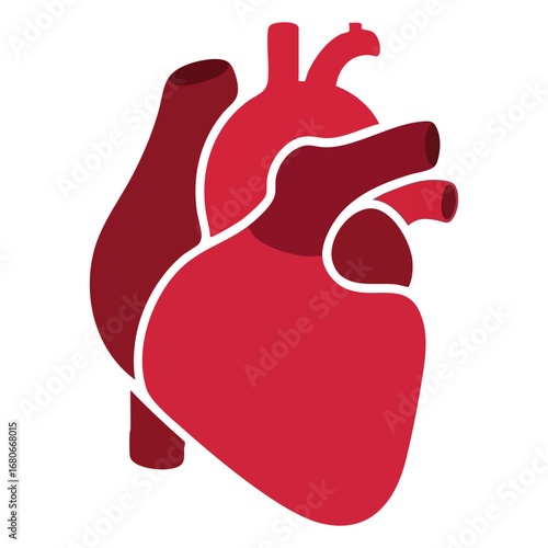 Biological illustration of human heart (Heart anatomy)