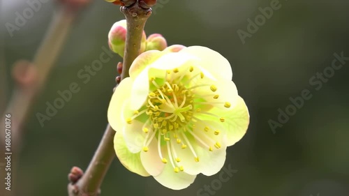 Close-up of a pale yellow flower with a blurred background