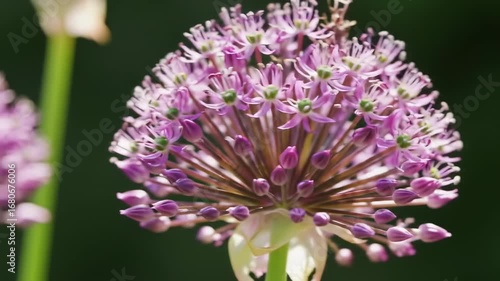 Close-up of a vibrant purple flower cluster