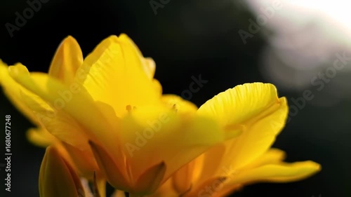Close-up of a vibrant yellow flower