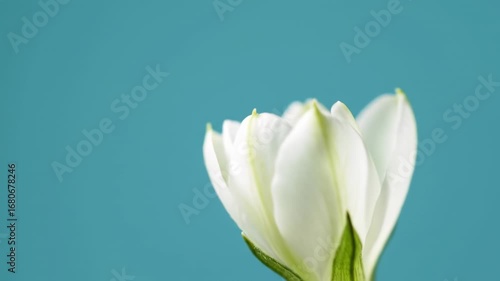 Close-up of a white flower bud against a teal background