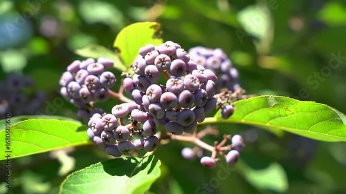Close-up of clusters of small, purple berries on a leafy branch