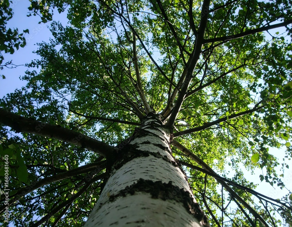Fototapeta premium Lush green foliage crowns a towering birch tree, stretching toward a vibrant blue sky.