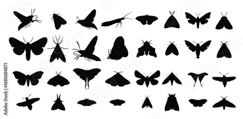 moth insect type silhouette set