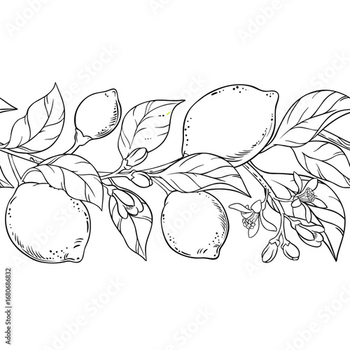 Lemon Branch with Flowers, Fruits and Leaves Outline Horizontal Seamless Pattern. Organic natural nutritional healthy food ingredient, vegetarian diet product. Vector isolated for design or decoration