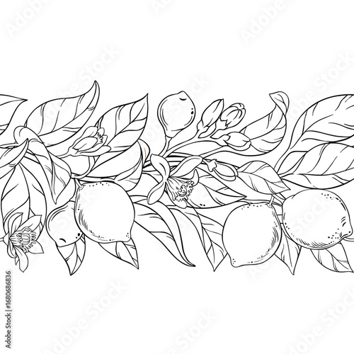 Lime Branch with Flowers, Fruits and Leaves Outline Horizontal Seamless Pattern. Organic natural nutritional healthy food ingredient, vegetarian diet product. Vector isolated for design or decoration.