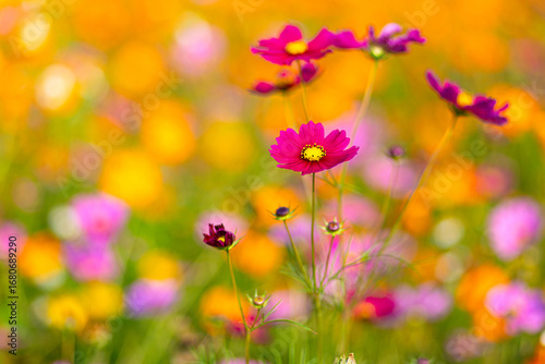 Close-up of red cosmos flowers blooming among orange and yellow blossoms, showcasing the beauty and charm of vibrant wildflowers in nature.