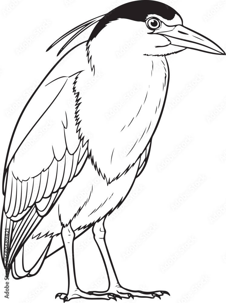 Obraz premium night heron Line Art Vector Illustration