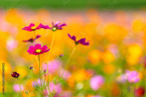 Close-up of fuchsia pink cosmos flowers blooming among orange and yellow blossoms, showcasing the beauty and charm of vibrant wildflowers in nature.
