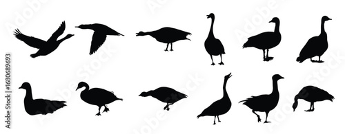 Set of goose animal silhouettes various styles