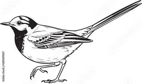 wagtail  Line Art Vector Illustration