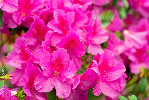 Spring blossom of the rhododendron in the close up