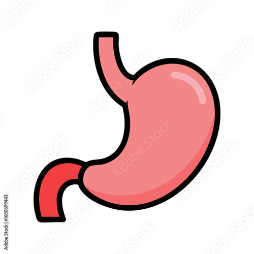 Human stomach vector illustration