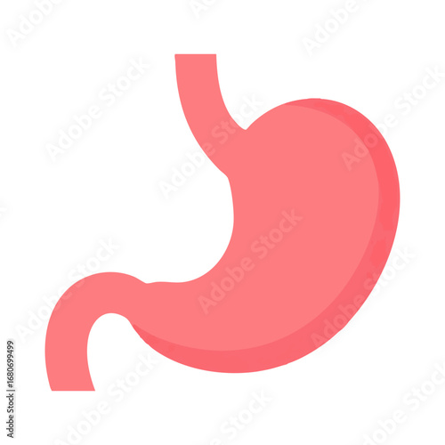 Human stomach vector illustration