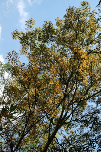 Towering tree with golden leaves and blue sky in the background.