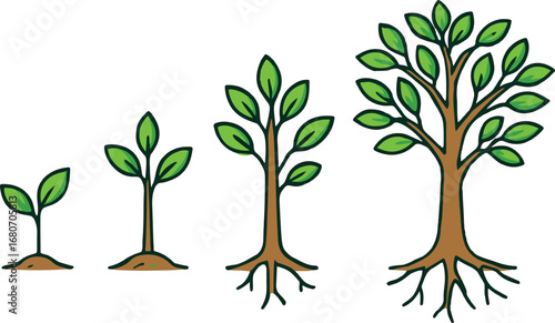 Stages of tree growth from seedling to mature tree life cycle illustration