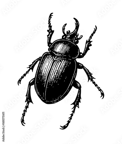 Black beetle vintage woodcut engraving style vector