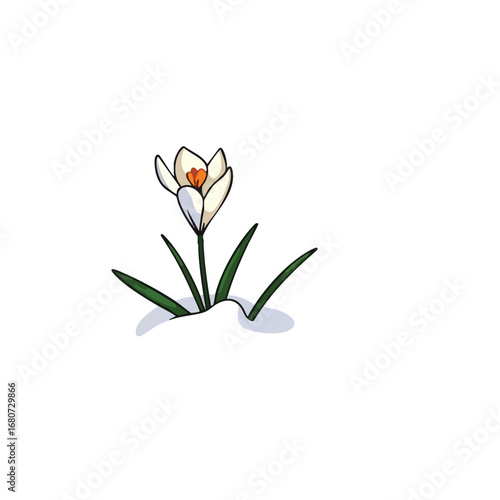 Pushing through the last bit of snow  a single  delicate crocus flower signals the arrival of spring. Cartoon style with thick black outlines and flat  solid colors. Isolated on a white background.