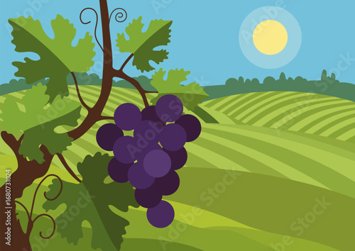 A bunch of purple grapes hangs from a grapevine with green leaves in a vineyard landscape, against the backdrop of sunny fields under a blue sky with sun.
