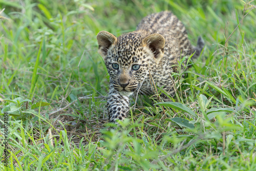 Leopard cub following mum. This very young Leopard cub was following his mother cautiously and uneasily in a Game Reserve in the greater Kruger region in South Africa  