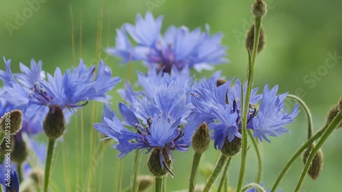 Beautiful blue cornflowers dance gracefully in a field, their delicate petals fluttering in the wind.