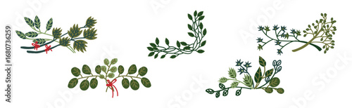 Decorative Twig and Branch Border and Element Vector Set