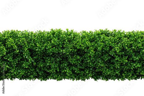 Horizontal hedge of dense, uniform green foliage