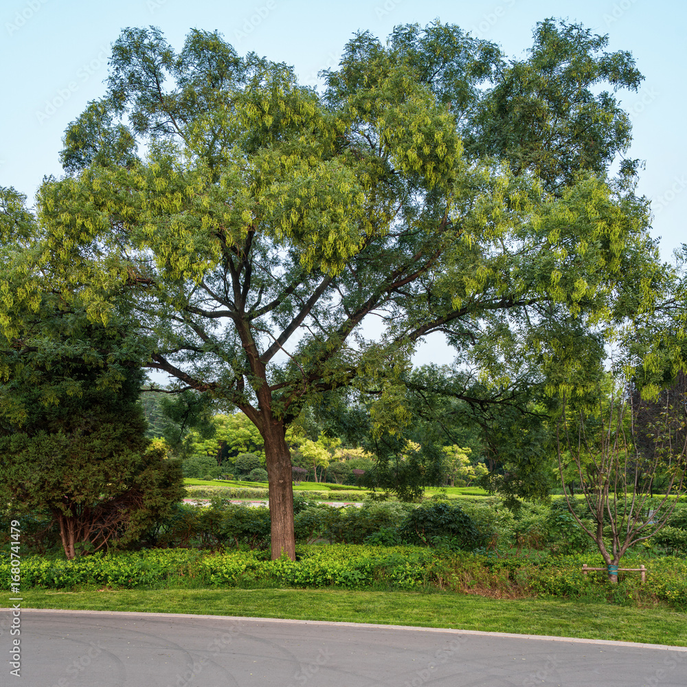 Fototapeta premium road in the forest