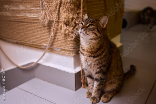 Felidae scratching wood wall, carnivore pet supply with whiskers and snout