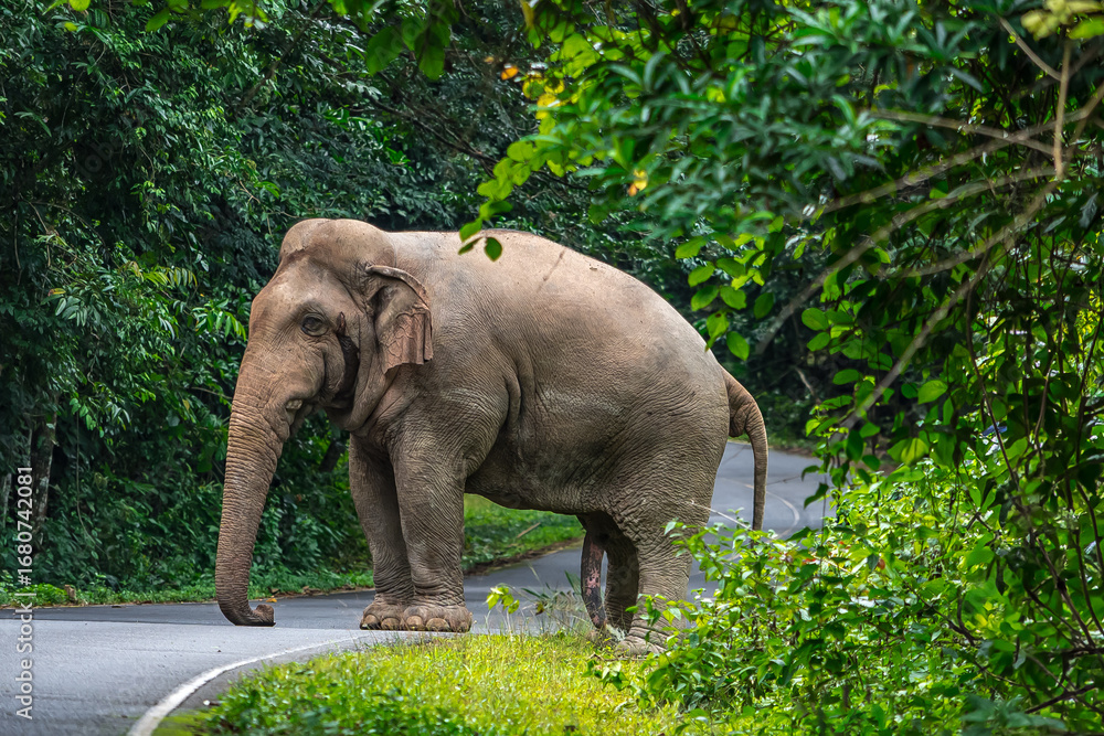 Fototapeta premium Its body is gray, its snout is called the trunk. The trunk of the Asian elephant has only one beak. Nakhon Ratchasima, Thailand. 