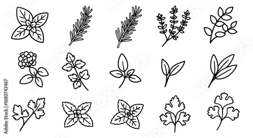 Various herbs and spices depicted. Cooking ingredients, culinary, flavorful, fresh, aromatic, organic, vegetarian, botanical, healthy, nature, cooking, gourmet.