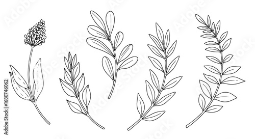 Botanical illustration featuring leaves and a flower. Plant drawing, floral, nature, leaf, foliage, sketch, flower, botanical, illustration, element, line