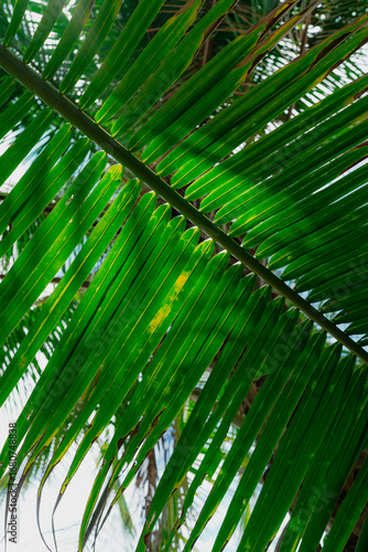 Close-up of vibrant green palm leaves with sunlight filtering through.