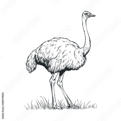 Detailed sketch of an ostrich walking on the grass. Vector illustration