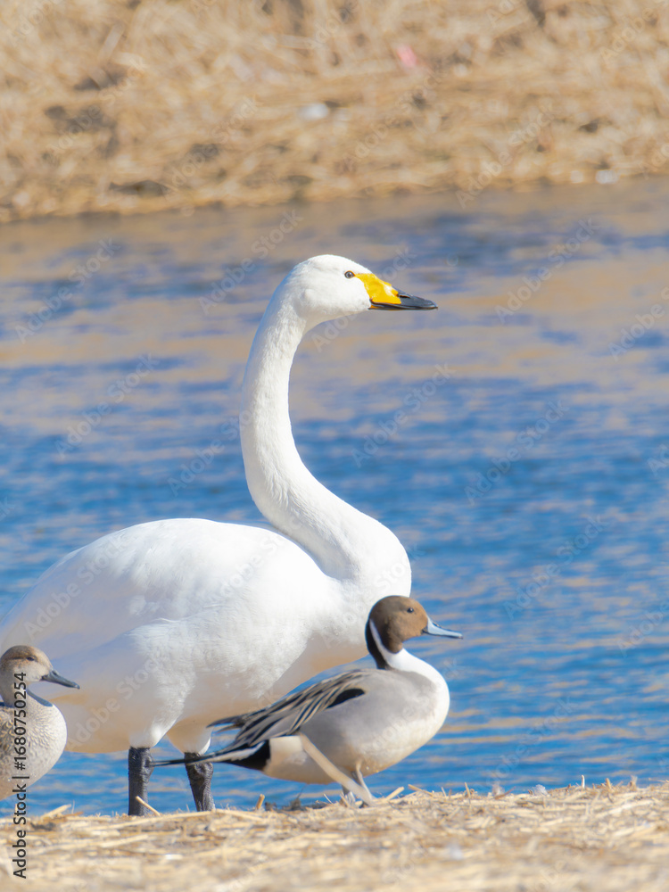 Obraz premium ハクチョウのカモ