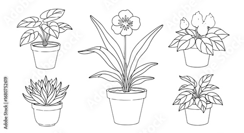 Plants in pots, hand-drawn botanical illustration. Indoor plants, house plants, botany, nature, greenery, decoration, drawing, outline, minimalist, flora, garden.