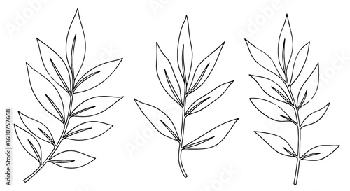 Three branches with leaves outlined in black. Botanical illustration, plant, natural, decoration, drawing, outline, herb, foliage, vector, simple.